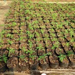 きゅうり・トマトを栽培1