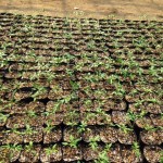 きゅうり・トマトを栽培2