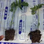 きゅうり・トマトを栽培3
