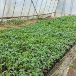 きゅうり・トマトを栽培4
