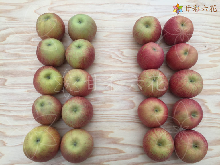 甘彩六花シリーズで、リンゴの糖度が1.6％上昇！色艶も美しく！！