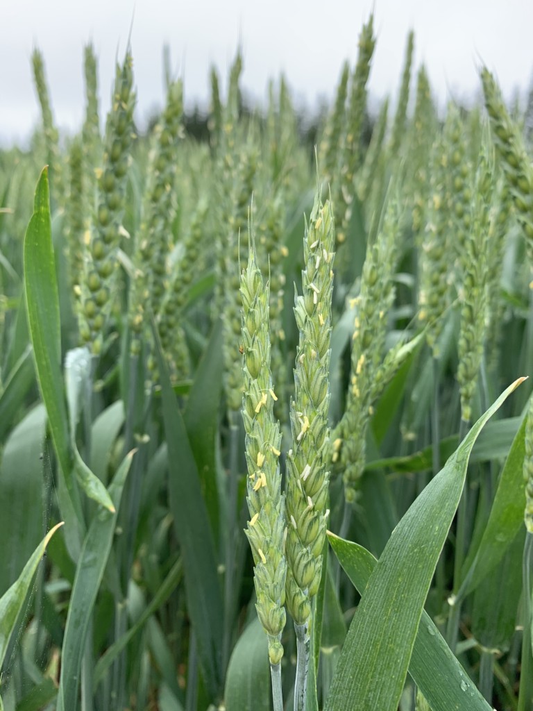 高い発根促進力で、小麦の収量大幅アップ！