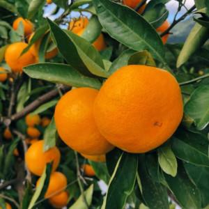 みかん栽培において最も大事にしている対策とは カンキツ農家さんの栽培レポートその9 甘彩六花